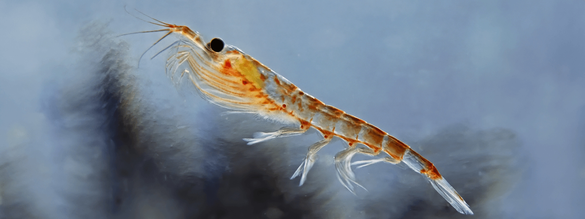 Krill Oil’s Conservation Controversy